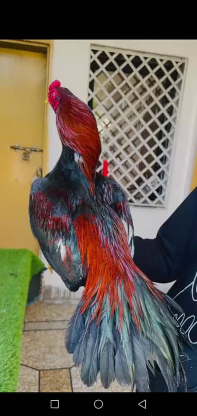 original mainwali all good  03119670075