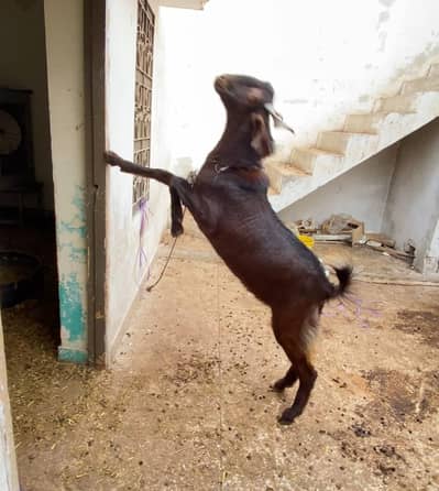 1 Male goat and 1 Female Goat