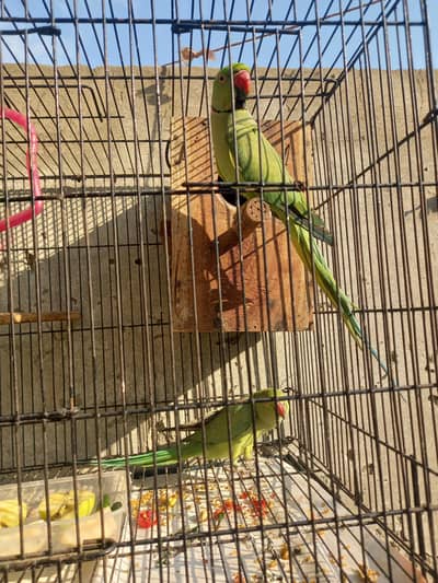 breeder pair ha ,, WhatsApp number 03041494120