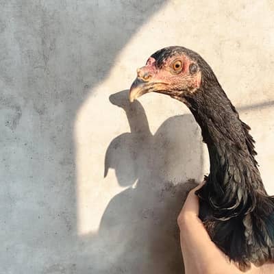 Pure Thai Aseel  pathi Active And Healthy