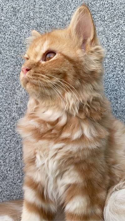 Triple Coated Orange Persian cat
