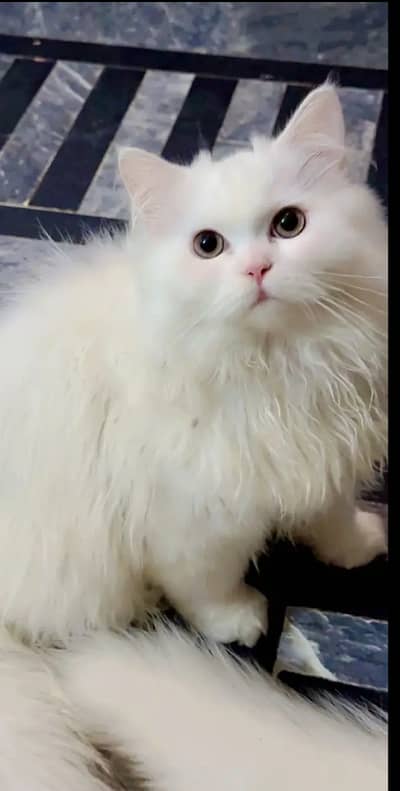 Persian punch face cat triple coted
