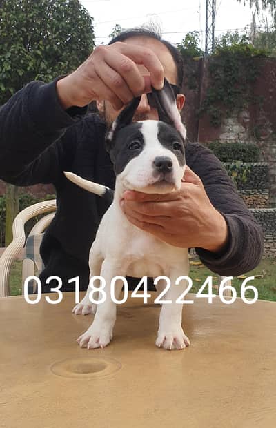 Am Staff puppies available