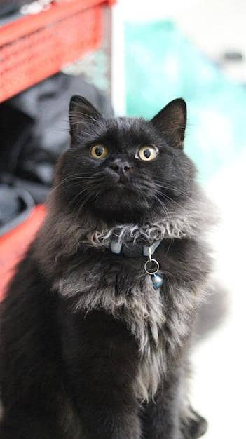 Playful Kitten Available – Vaccinated