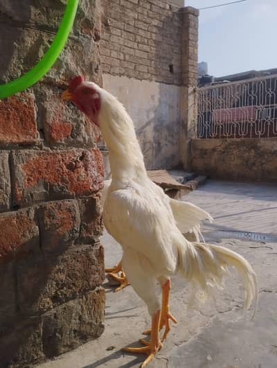 heera aseel 7 month  age phatta breeder