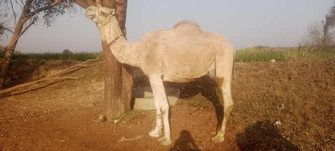 camel  for sale. . . . different price for different camels. . . .