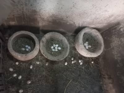 100% Fertile Duck Eggs