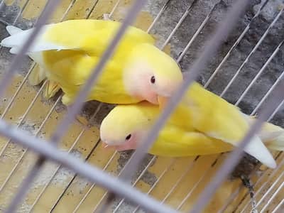 Bird for sale kumharanwala multan