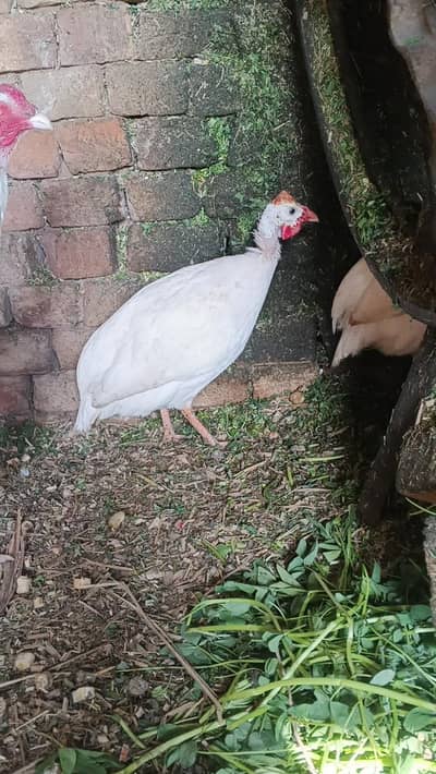 White American Chakor Guinea Fowl