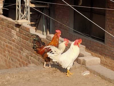 beautiful white and red & white murgha