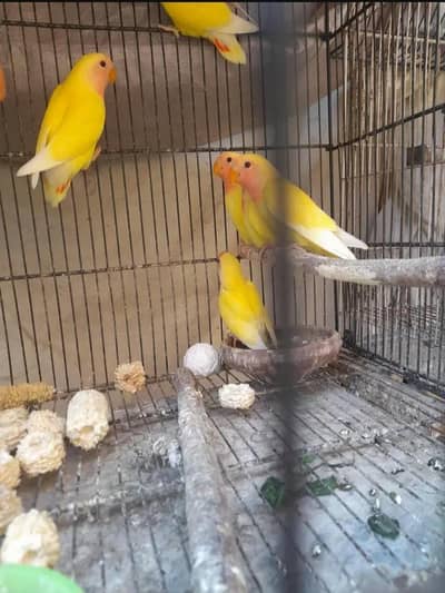 Bird for sale kumharanwala multan broker dor rahin