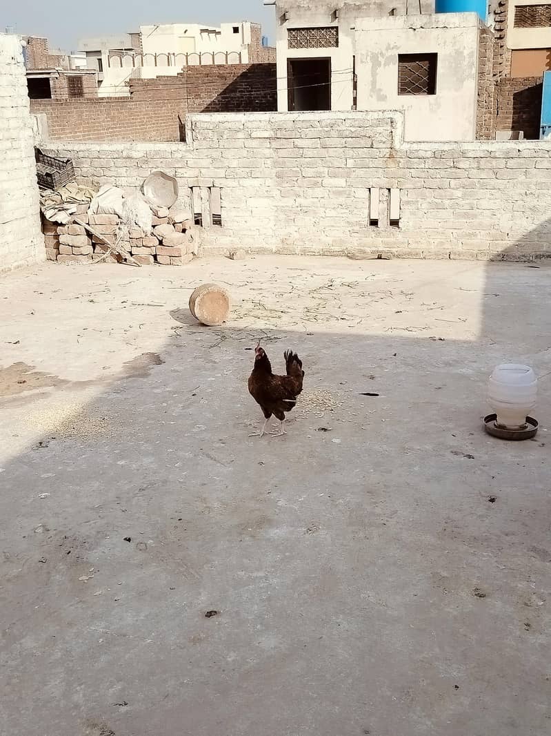 کرک والی مرغی 0