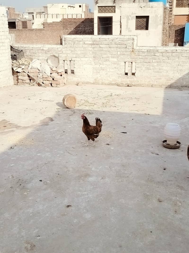 کرک والی مرغی 1