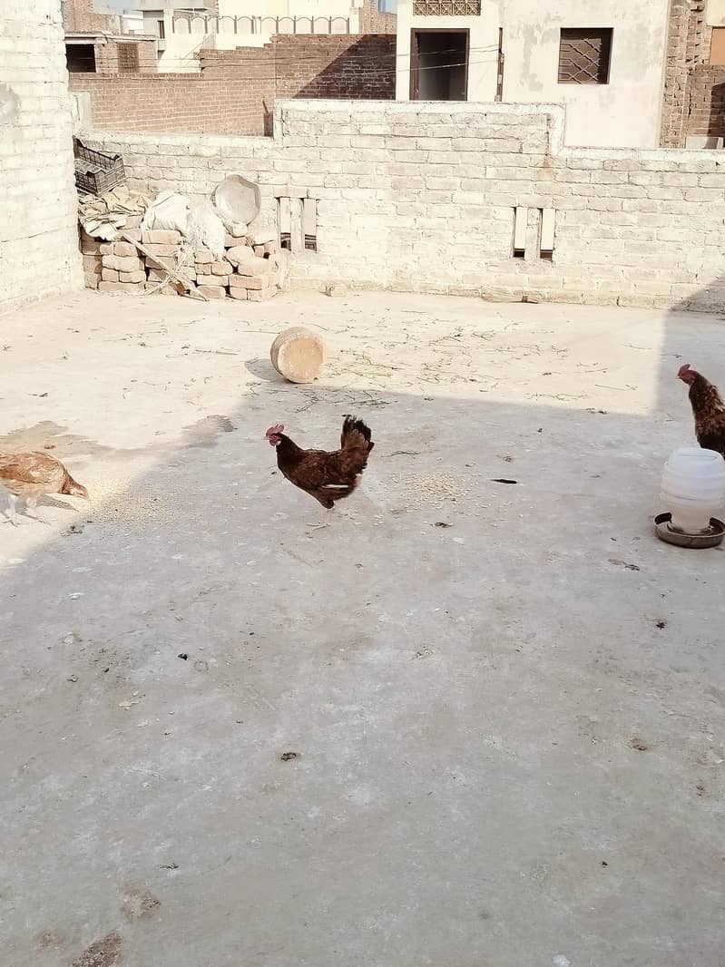 کرک والی مرغی 2