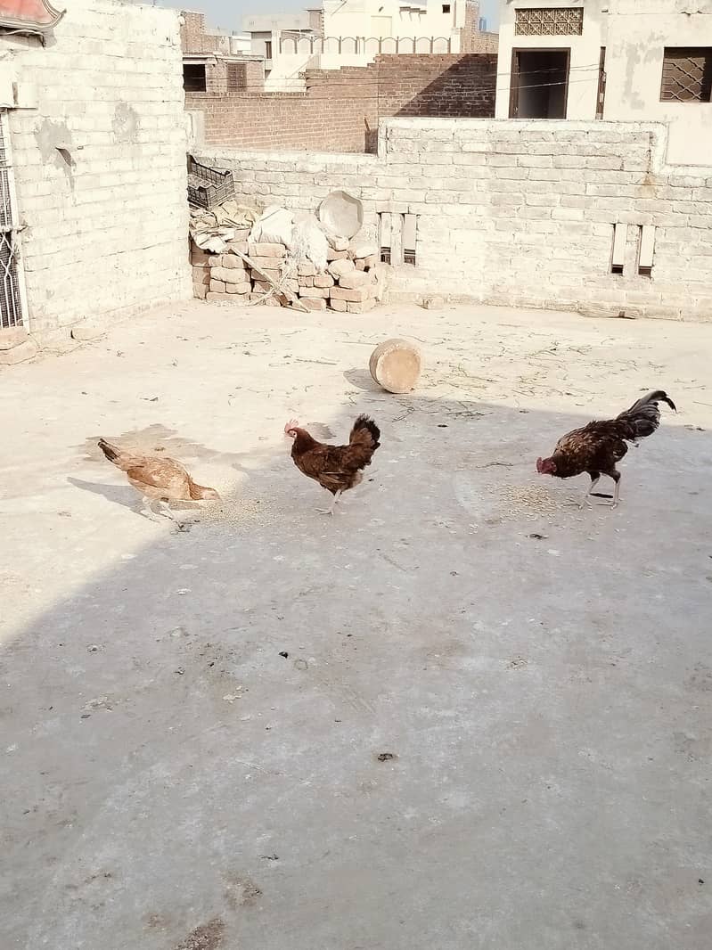 کرک والی مرغی 3