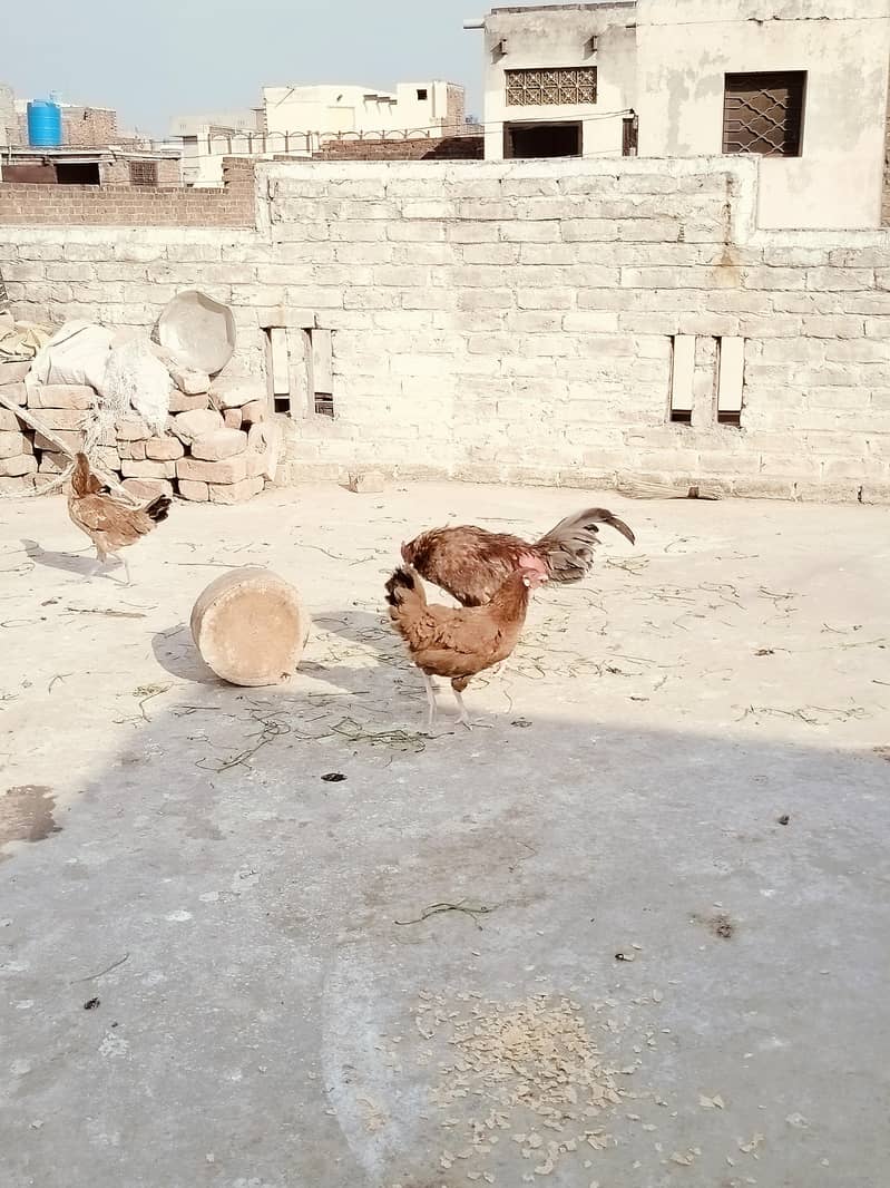 کرک والی مرغی 4