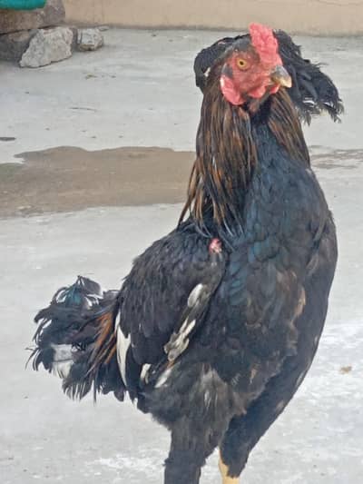 3 aseels males mianwali