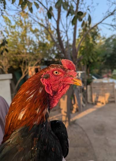 Top Quality Champion bloodline Lakha Aseel Resulted Male