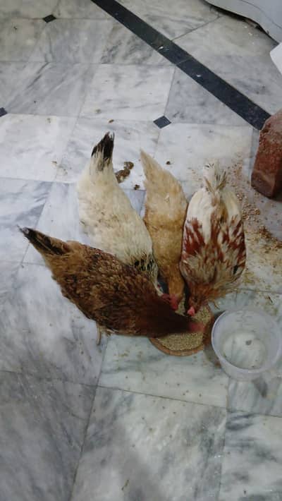 Eggs laying desi hens, lays eggs daily.