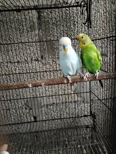 Breader pair and a rainbow female  ringneck, cocktail, live  birds box