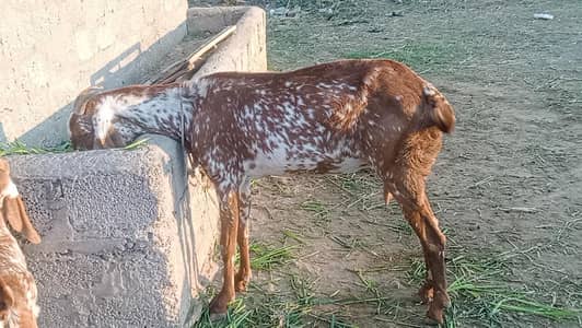 Makhi Cheeni Goat for Sell