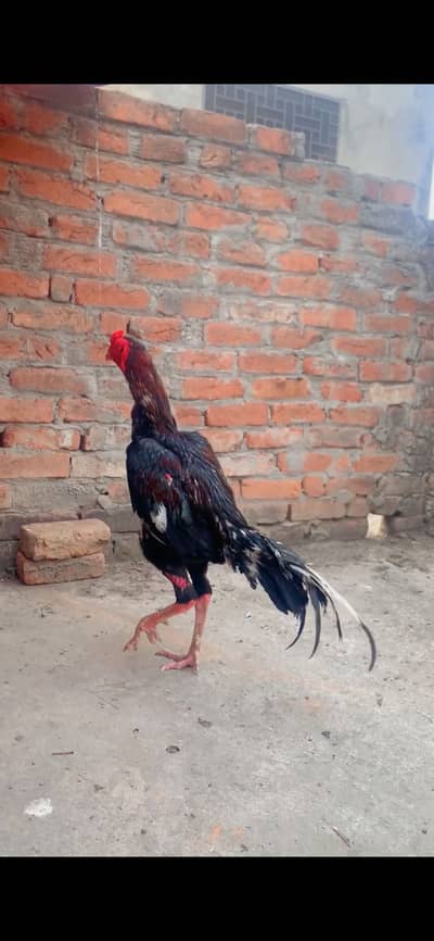 Aseel murga lassani for sale