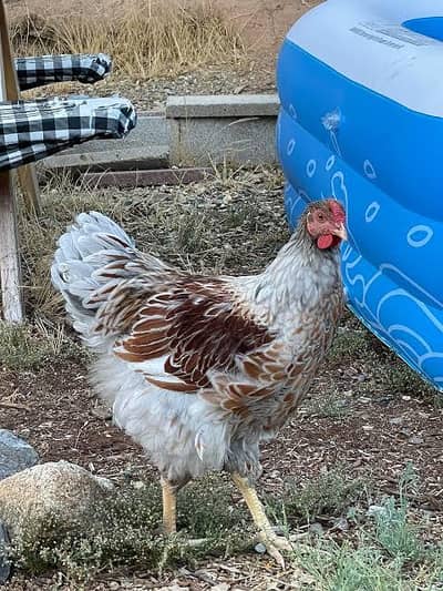 Splash wyandotte 1 set for sell