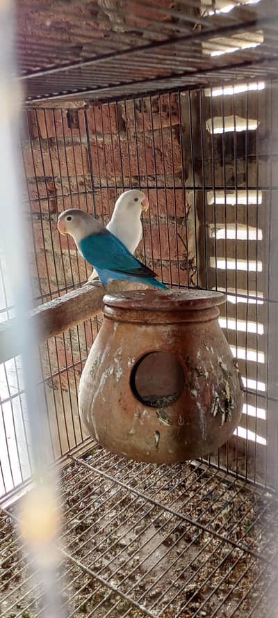 love birds and cocktail