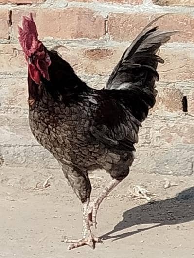 aik aseel aik desi murgha