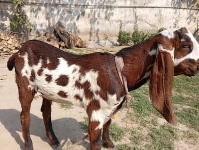 bahut kamal ka pair hai jis bhai ko chahie foren raabta Karen