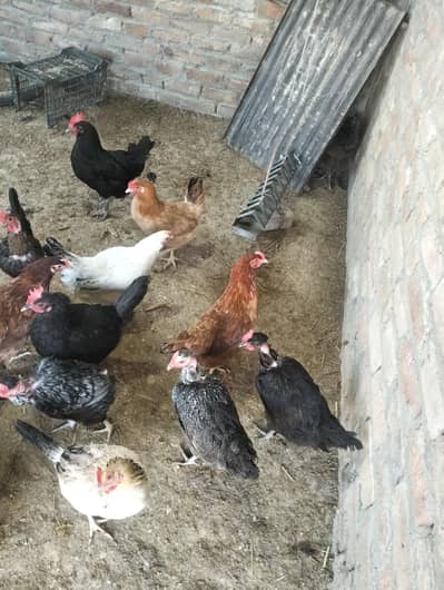 golden misri and Australorp hens for sale