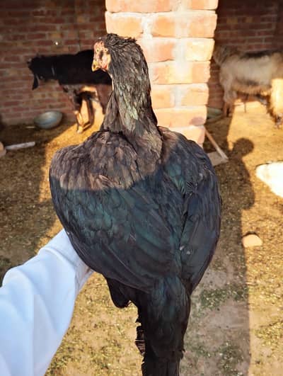 lakha murga and mushki murgi