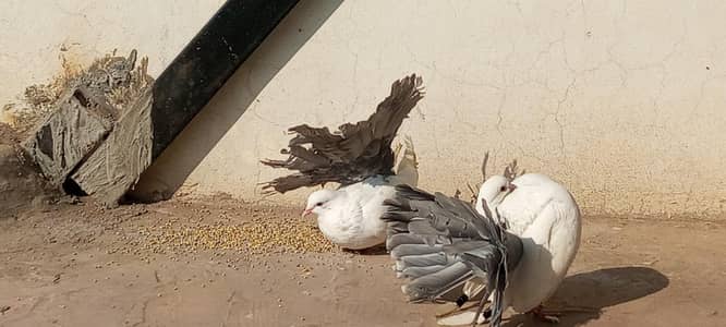 English fantail breeder pairs, looking for new Home