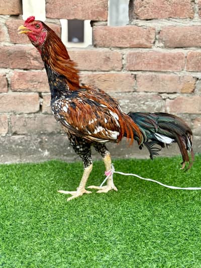 Burmi Pakoi Male Aseel