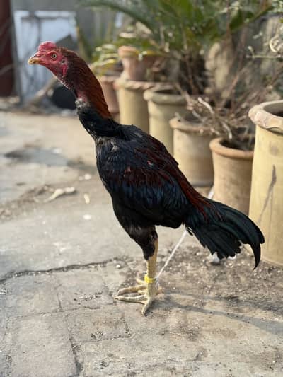 Burmi Pakoi Male Aseel