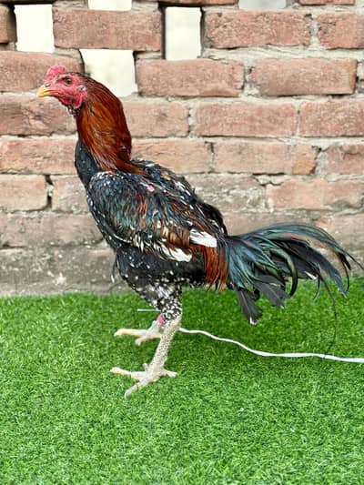 Burmi Pakoi Male Aseel