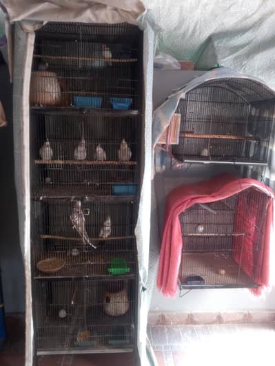 parrots for sale with cage big cage 4 racks