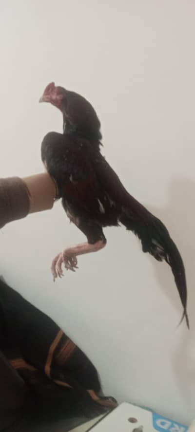 Amroha cross patha for sale and exchange