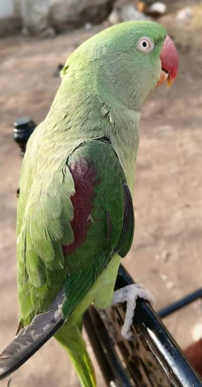 raw parrot Alexandre