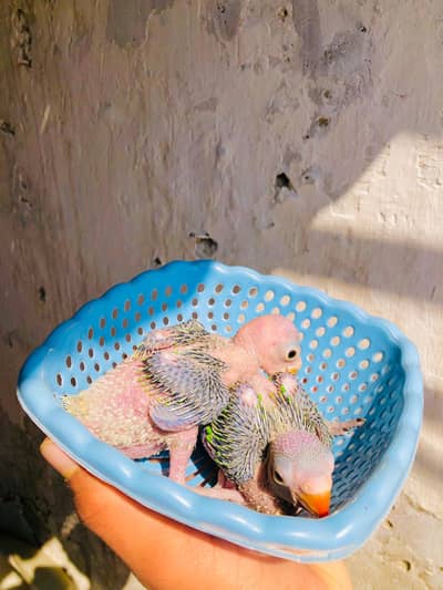 Green Ringneck Chicks Available
