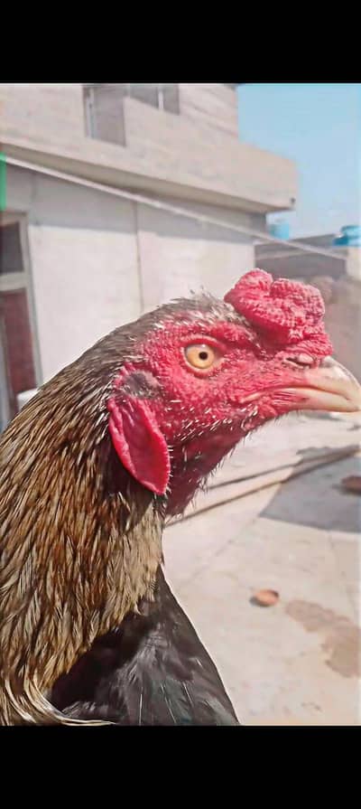 Aseel sawa top quality eyes red ring white shed