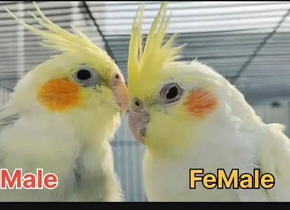 cocktail pair and love bird fishers