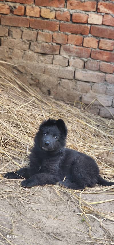 Black Shepherd Long coat Female puppy