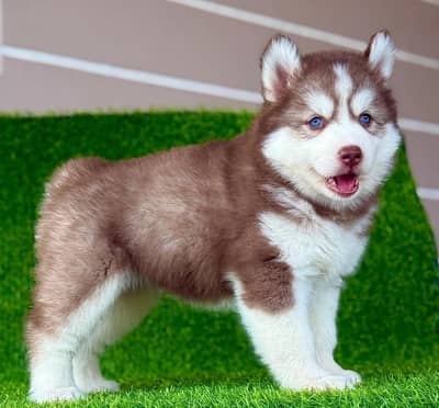 sabarian Husky dog health active03=03=94=30=357 WhatsApp