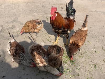 1 murga , 5 murgian eggs deti hy , egg size at last pic