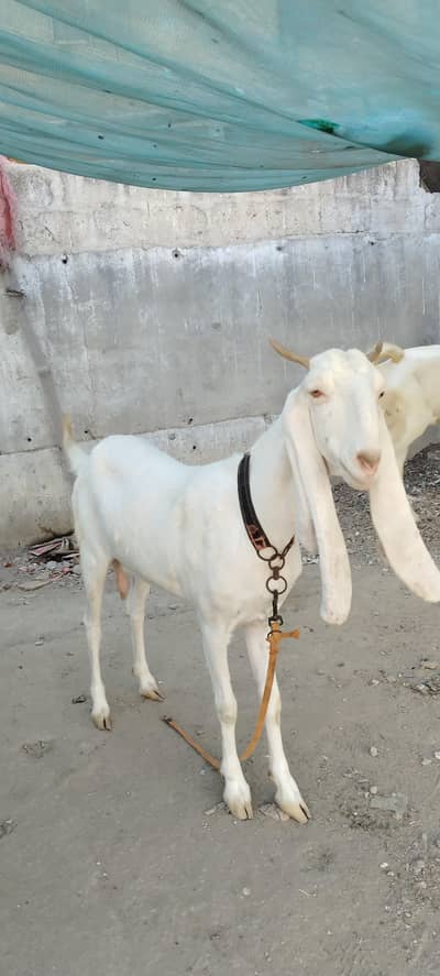 golabi bakri