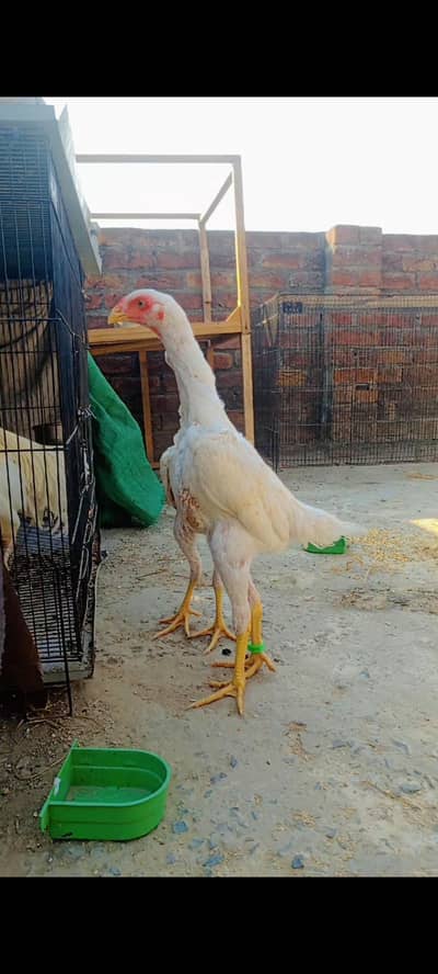 Assalamu Alaikum aseel Shamu chicks available one male to female