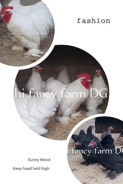 |Bantum cochin| Fertile eggs