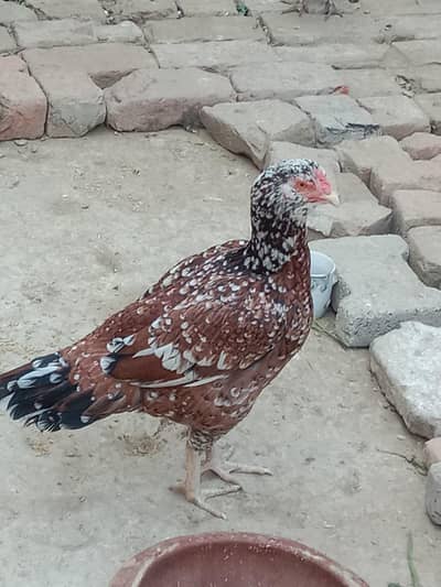 Aseel or Desi morgiyan urgent sale