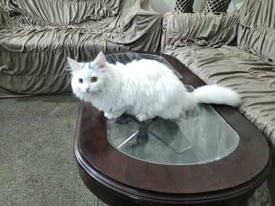 Persian Cat, 0370-0381417